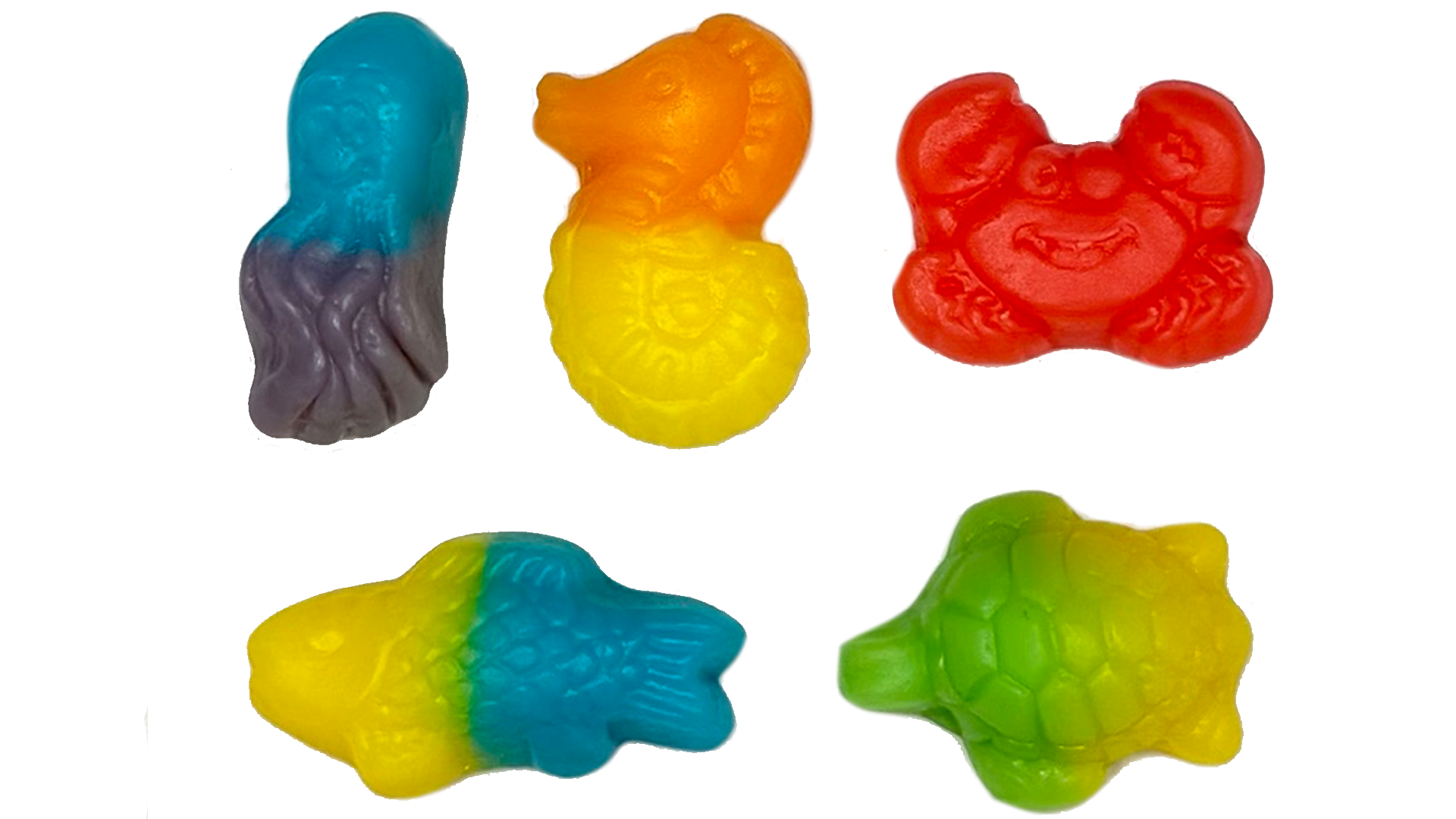 Ocean Animals