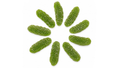 Sour Pickles