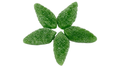 Spearmint Leaves